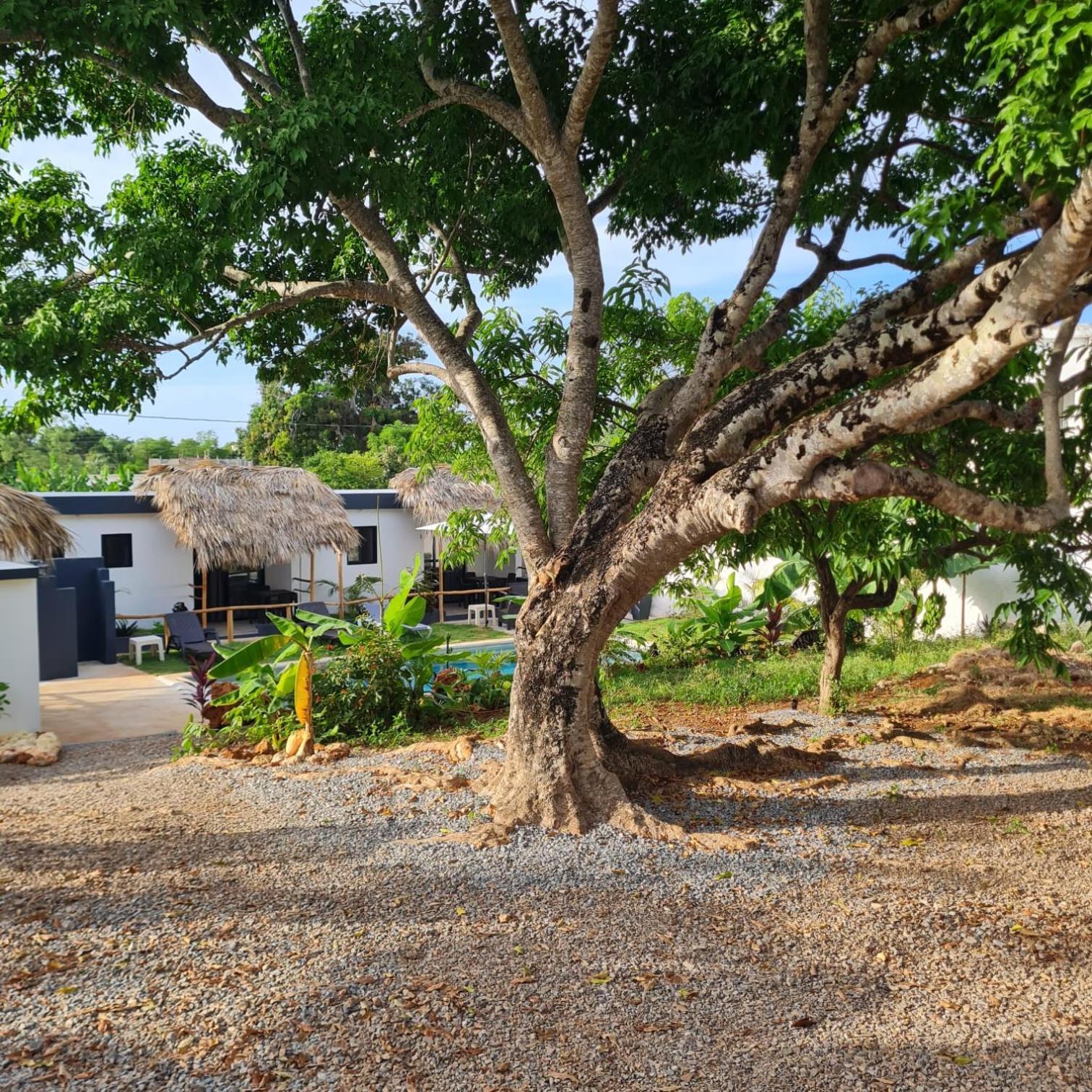 Bungalows Colibri Las Galeras Exterior foto