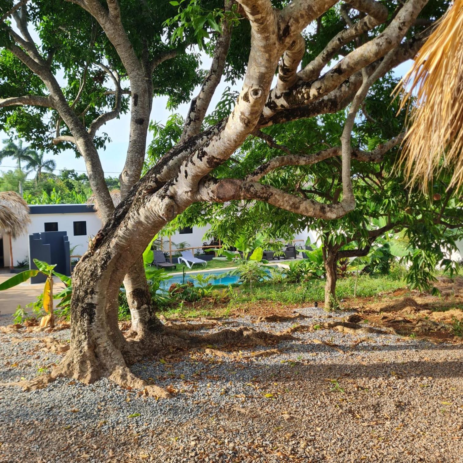 Bungalows Colibri Las Galeras Exterior foto