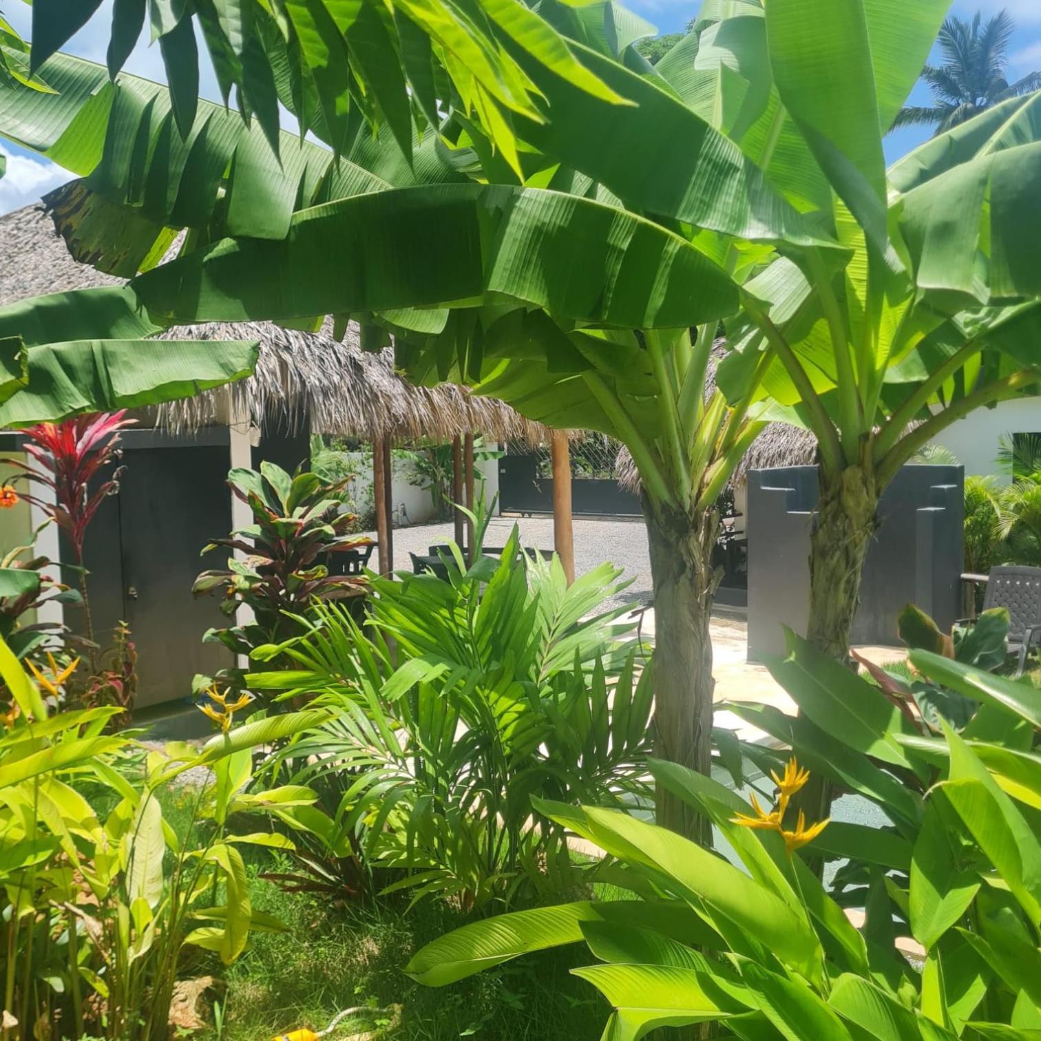 Bungalows Colibri Las Galeras Exterior foto